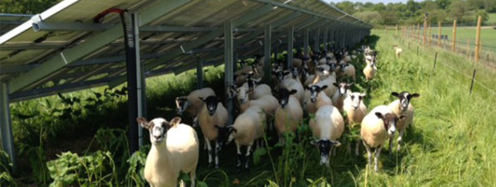 Solar on a Farm